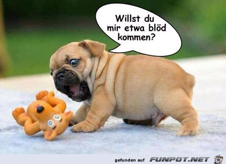 was willst du was willst du