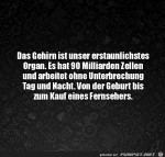 Das-Gehirn.jpg auf www.funpot.net