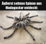 Komische-Spinne.jpg auf www.funpot.net
