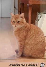 Katzenstolz Katzenstolz
