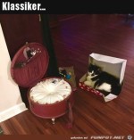 So-sind-die-Katzen.jpg auf www.funpot.net