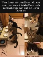 Katzen-warten-aufs-Essen.jpg auf www.funpot.net