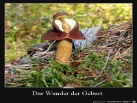 das Wunder der Geburt