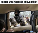 Lustige-Zebras.jpg auf www.funpot.net