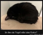 Katze-oder-Vogel?.jpg auf www.funpot.net