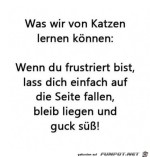 Was-wir-von-Katzen-lernen-knnen.jpg auf www.funpot.net