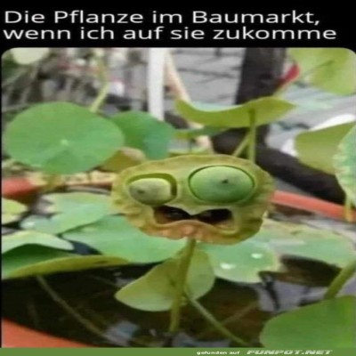 Wenn-Pflanzen-in-Panik-geraten.jpg von Michelle