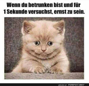fun-Bild: Kater mit Kater: Der ernste Blick