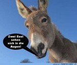 Zwei-Esel-sehen-sich-an.jpg auf www.funpot.net