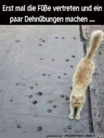 Typisch-Katze.jpg auf www.funpot.net