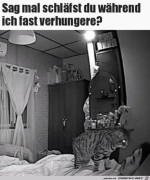 Ich-verhungere-fast.jpg auf www.funpot.net