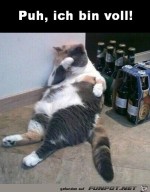 Katze-hat-genug.jpg auf www.funpot.net