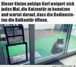 Keine-Lust-auf-die-Katzentre.jpg auf www.funpot.net