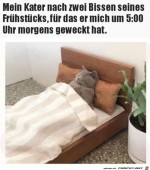 Typisch-Katze.jpg auf www.funpot.net