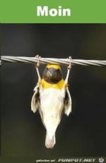 Moin.jpg auf www.funpot.net