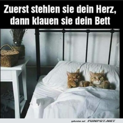 Freche-Katzen.jpg von Josie-96