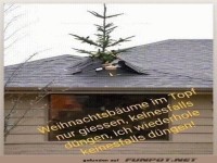 Weihnachtsbäume im Topf - nur giessen, keinesfalls düngen