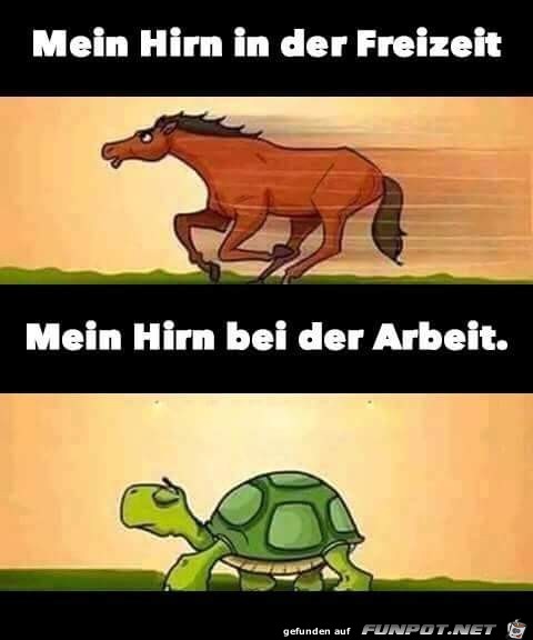 mein Hirn mein Hirn