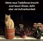 Neue-Topfpflanze.jpg auf www.funpot.net