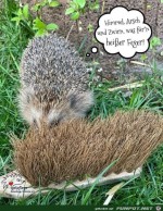 Igel-ist-begeistert.jpg auf www.funpot.net