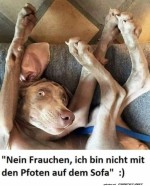 Es-sind-keine-Pfoten-auf-dem-Sofa.jpg auf www.funpot.net