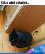 Katze-ldt.jpg auf www.funpot.net
