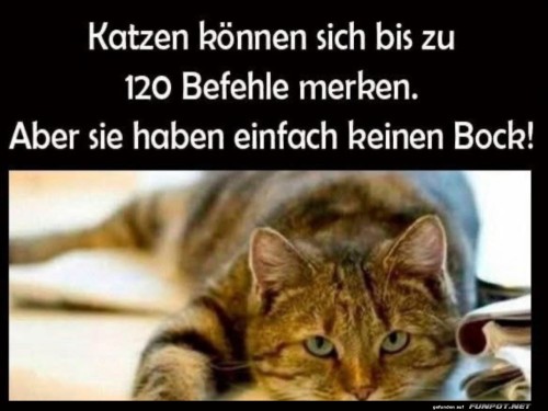 katzen-können-sich.jpg auf www.funpot.net
