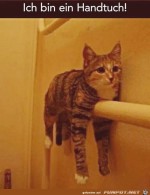 Handtuch-Katze.jpg auf www.funpot.net