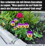 Lustige-Blumen.jpg auf www.funpot.net