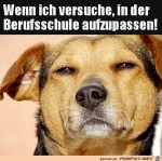 Cooler-Hundeblick.jpg auf www.funpot.net