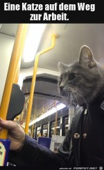 Katze-geht-zur-Arbeit.jpg auf www.funpot.net