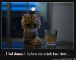 Armes-Ktzchen.jpg auf www.funpot.net
