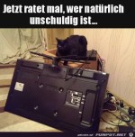 Katze-ist-nicht-schuld.jpg auf www.funpot.net