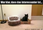 Typisch-Katze.jpg auf www.funpot.net