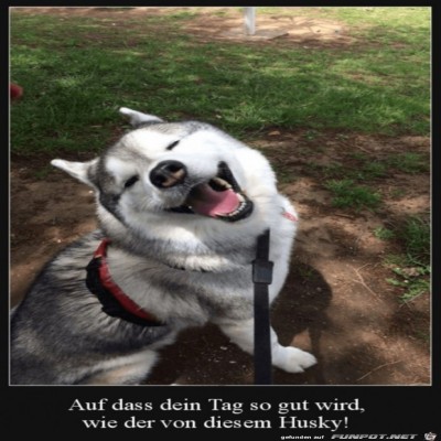 Zufriedener-Husky.jpg von Noah75