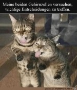 Meine-beiden-Gehirnzellen.jpg auf www.funpot.net