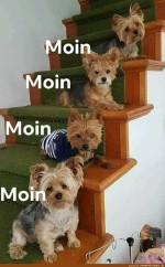 Moin.jpg auf www.funpot.net