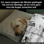 noch-kurz-die-Augen-zumachen.jpg auf www.funpot.net