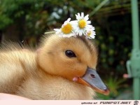 G�nsebl�mchen