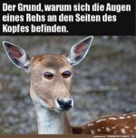 Reh-sieht-komisch-aus.jpg auf www.funpot.net