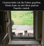Clevere-Katze.jpg auf www.funpot.net