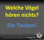 Welche-Vgel-hren-nichts?.jpg auf www.funpot.net