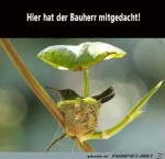 Cleverer-Bauherr.jpg auf www.funpot.net
