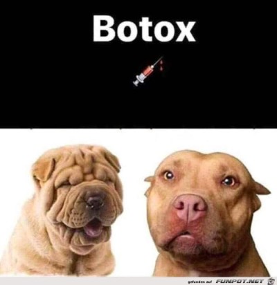 BOTOX-bei-Hunden.jpg von Nogula