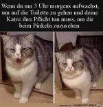 Mde-Katze.jpg auf www.funpot.net
