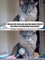 Katze-versteht-die-Welt-nicht.jpg auf www.funpot.net