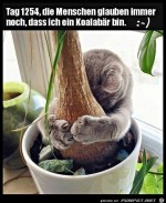 Ein-Koalabr.jpg auf www.funpot.net