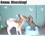 Heute-ist-Waschtag.jpg auf www.funpot.net