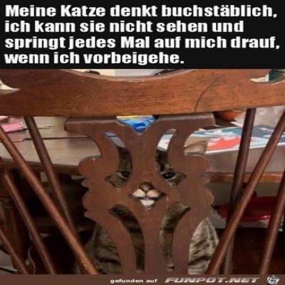 Super-Katzenversteck.jpg von Siggi1976