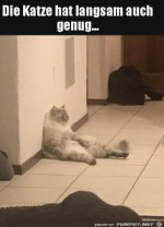 Katze-hat-genug.jpg auf www.funpot.net